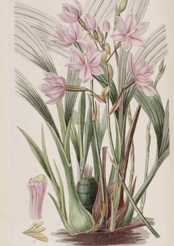 Reproducción/Reproduction 49818066397: Edwards's botanical register.. London :James Ridgway,1829-1847.. 