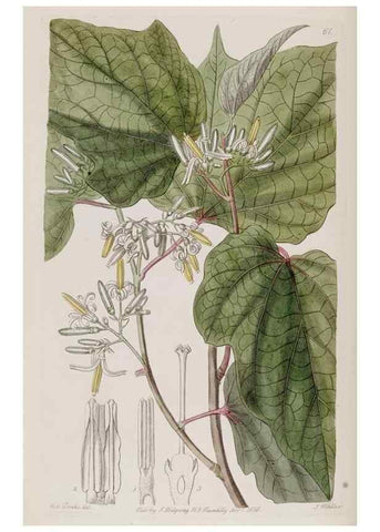 Reproducción/Reproduction 49818066882: Edwards's botanical register.. London :James Ridgway,1829-1847.. 