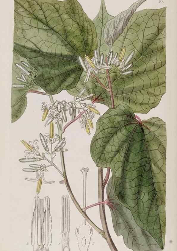 Reproducción/Reproduction 49818066882: Edwards's botanical register.. London :James Ridgway,1829-1847.. 