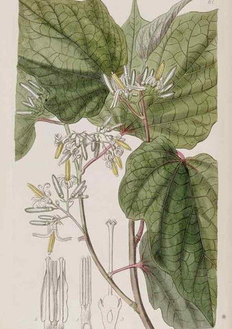 Reproducción/Reproduction 49818066882: Edwards's botanical register.. London :James Ridgway,1829-1847.. 