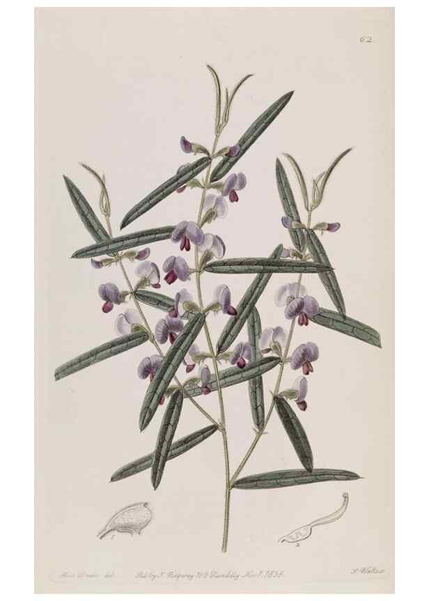 Reproducción/Reproduction 49817223463: Edwards's botanical register.. London :James Ridgway,1829-1847.. 