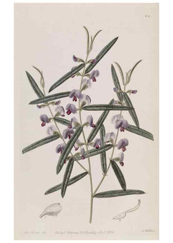 Reproducción/Reproduction 49817223463: Edwards's botanical register.. London :James Ridgway,1829-1847.. 