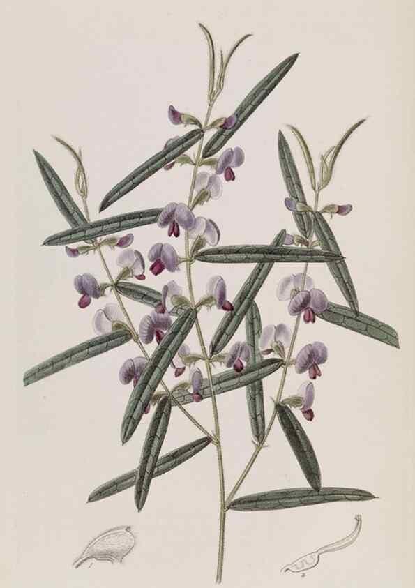 Reproducción/Reproduction 49817223463: Edwards's botanical register.. London :James Ridgway,1829-1847.. 