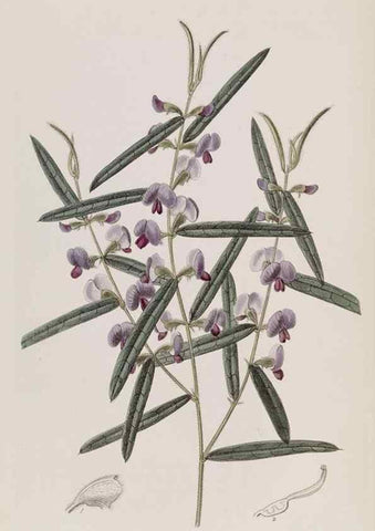 Reproducción/Reproduction 49817223463: Edwards's botanical register.. London :James Ridgway,1829-1847.. 