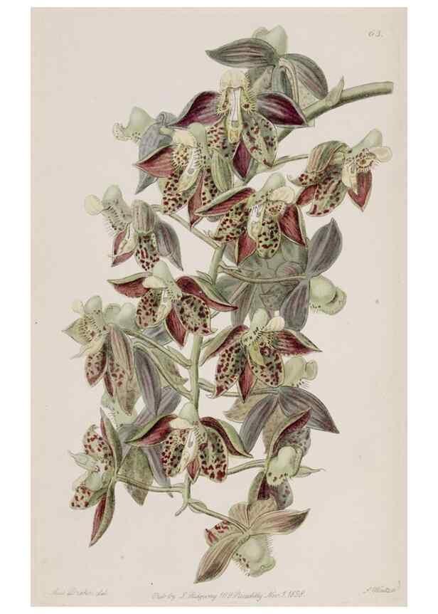 Reproducción/Reproduction 49818068167: Edwards's botanical register.. London :James Ridgway,1829-1847.. 