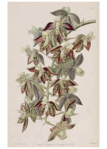 Reproducción/Reproduction 49818068167: Edwards's botanical register.. London :James Ridgway,1829-1847.. 