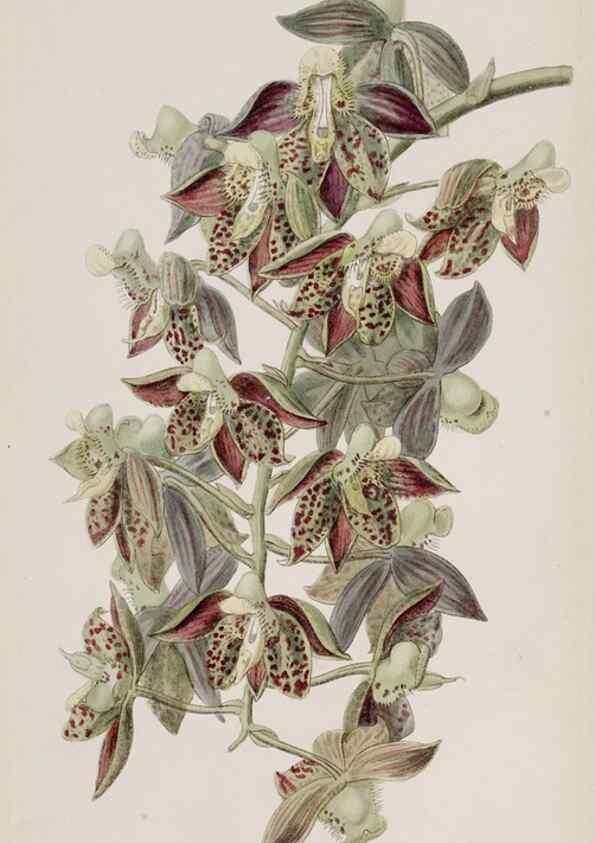 Reproducción/Reproduction 49818068167: Edwards's botanical register.. London :James Ridgway,1829-1847.. 