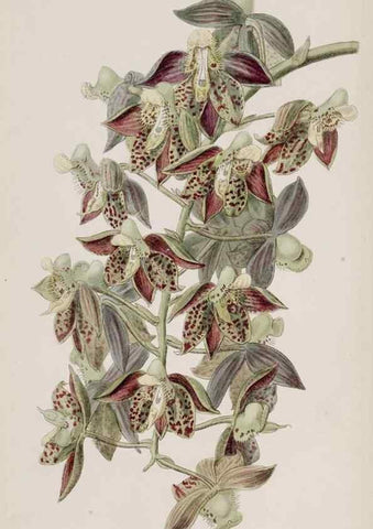 Reproducción/Reproduction 49818068167: Edwards's botanical register.. London :James Ridgway,1829-1847.. 