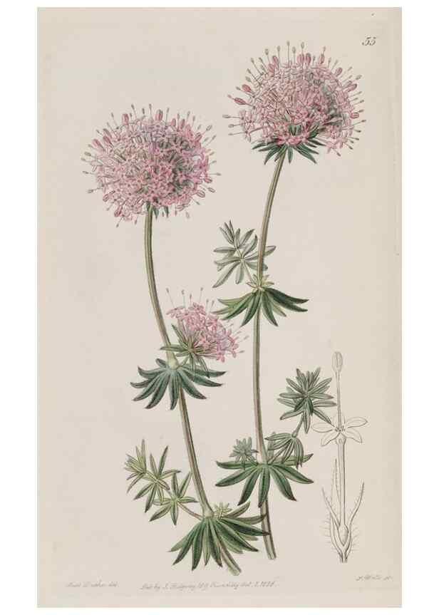 Reproducción/Reproduction 49817756666: Edwards's botanical register.. London :James Ridgway,1829-1847.. 