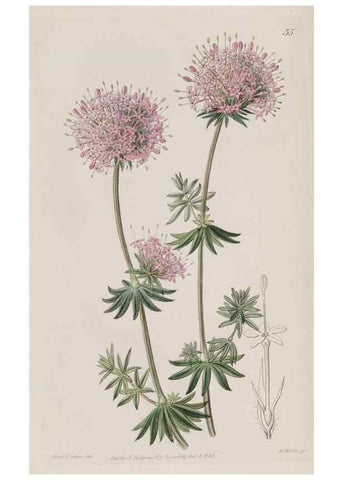Reproducción/Reproduction 49817756666: Edwards's botanical register.. London :James Ridgway,1829-1847.. 