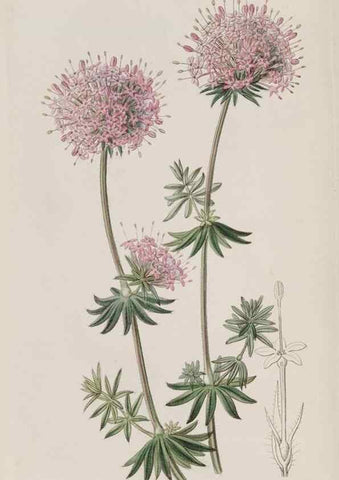 Reproducción/Reproduction 49817756666: Edwards's botanical register.. London :James Ridgway,1829-1847.. 