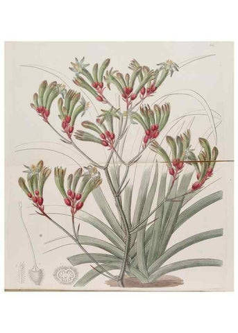 Reproducción/Reproduction 49817224403: Edwards's botanical register.. London :James Ridgway,1829-1847.. 