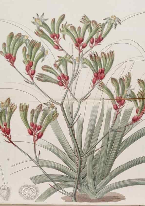 Reproducción/Reproduction 49817224403: Edwards's botanical register.. London :James Ridgway,1829-1847.. 