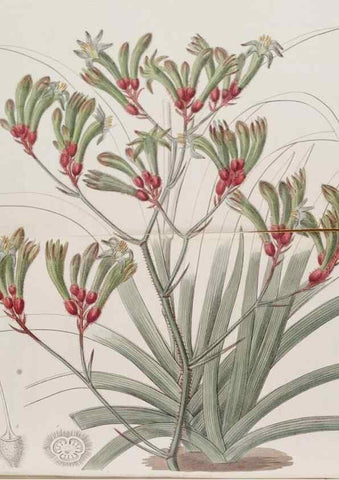 Reproducción/Reproduction 49817224403: Edwards's botanical register.. London :James Ridgway,1829-1847.. 