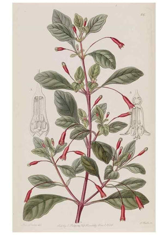 Reproducción/Reproduction 49818069692: Edwards's botanical register.. London :James Ridgway,1829-1847.. 