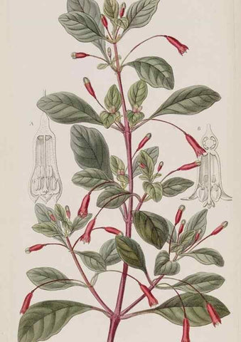 Reproducción/Reproduction 49818069692: Edwards's botanical register.. London :James Ridgway,1829-1847.. 