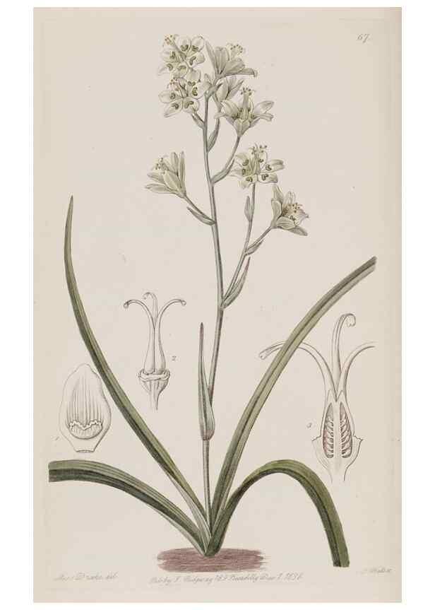 Reproducción/Reproduction 49818070067: Edwards's botanical register.. London :James Ridgway,1829-1847.. 