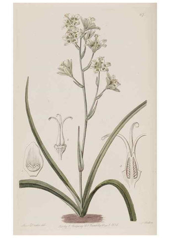Reproducción/Reproduction 49818070067: Edwards's botanical register.. London :James Ridgway,1829-1847.. 