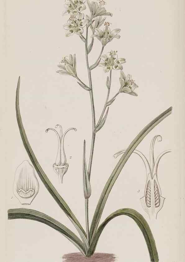 Reproducción/Reproduction 49818070067: Edwards's botanical register.. London :James Ridgway,1829-1847.. 