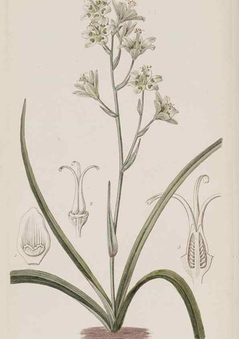 Reproducción/Reproduction 49818070067: Edwards's botanical register.. London :James Ridgway,1829-1847.. 