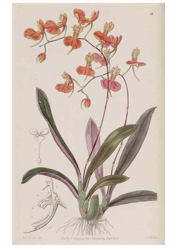 Reproducción/Reproduction 49817226268: Edwards's botanical register.. London :James Ridgway,1829-1847.. 