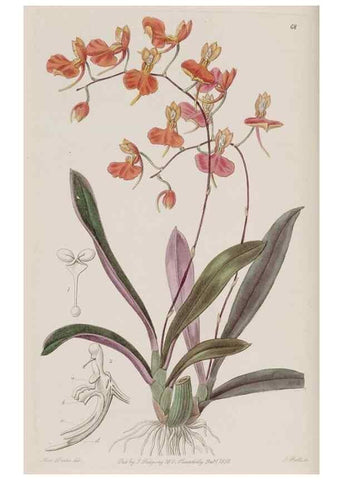 Reproducción/Reproduction 49817226268: Edwards's botanical register.. London :James Ridgway,1829-1847.. 