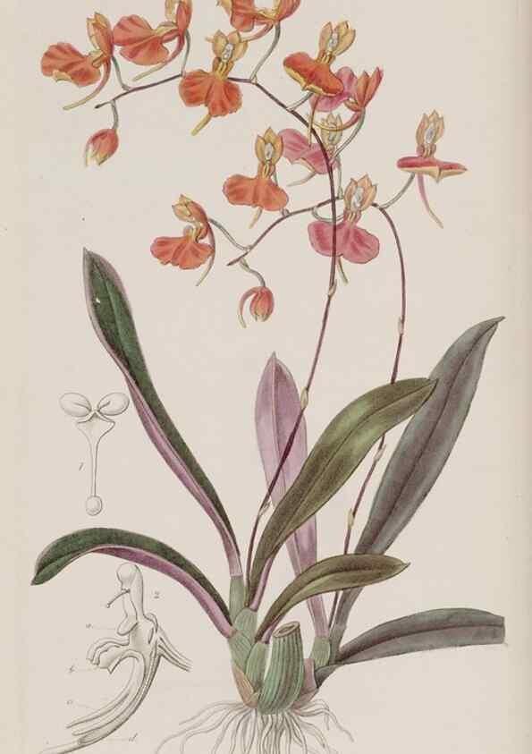 Reproducción/Reproduction 49817226268: Edwards's botanical register.. London :James Ridgway,1829-1847.. 