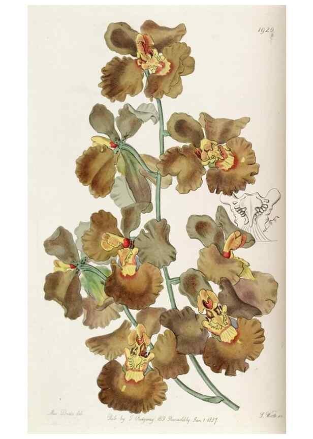 Reproducción/Reproduction 49822330717: Edwards's botanical register.. London :James Ridgway,1829-1847.. 