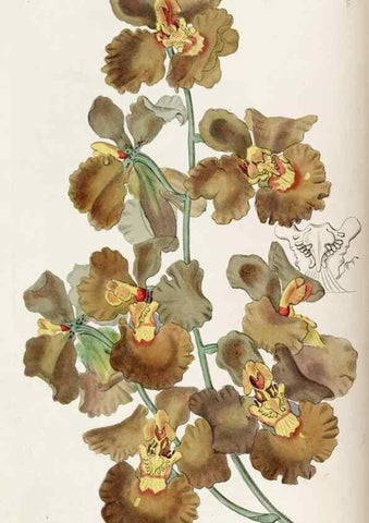 Reproducción/Reproduction 49822330717: Edwards's botanical register.. London :James Ridgway,1829-1847.. 