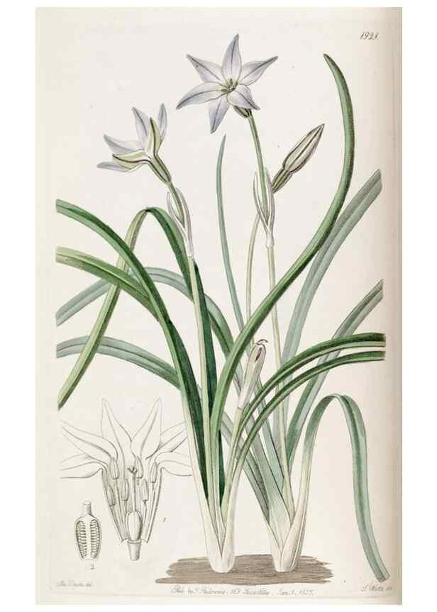 Reproducción/Reproduction 49821480893: Edwards's botanical register.. London :James Ridgway,1829-1847.. 