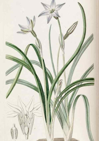 Reproducción/Reproduction 49821480893: Edwards's botanical register.. London :James Ridgway,1829-1847.. 