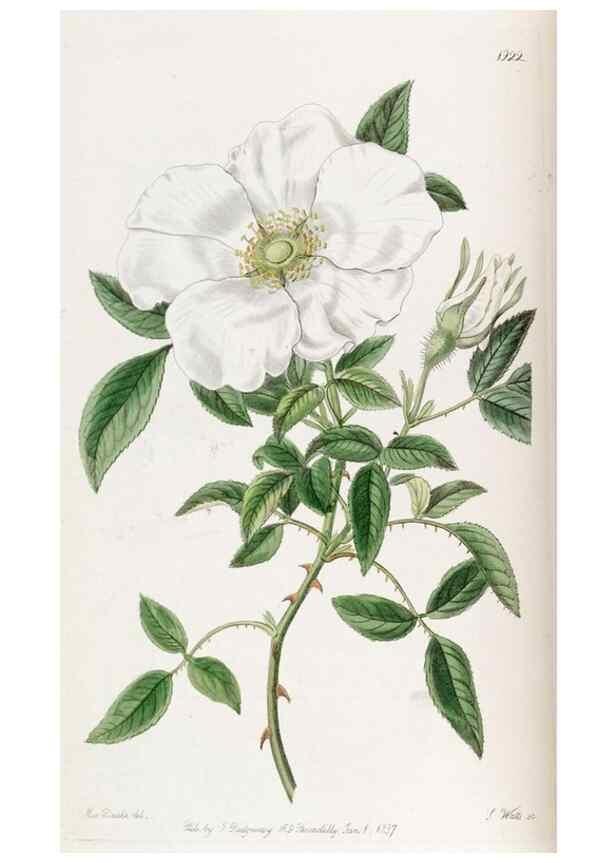 Reproducción/Reproduction 49822019111: Edwards's botanical register.. London :James Ridgway,1829-1847.. 
