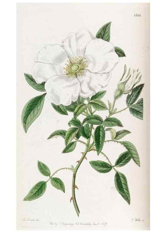 Reproducción/Reproduction 49822019111: Edwards's botanical register.. London :James Ridgway,1829-1847.. 