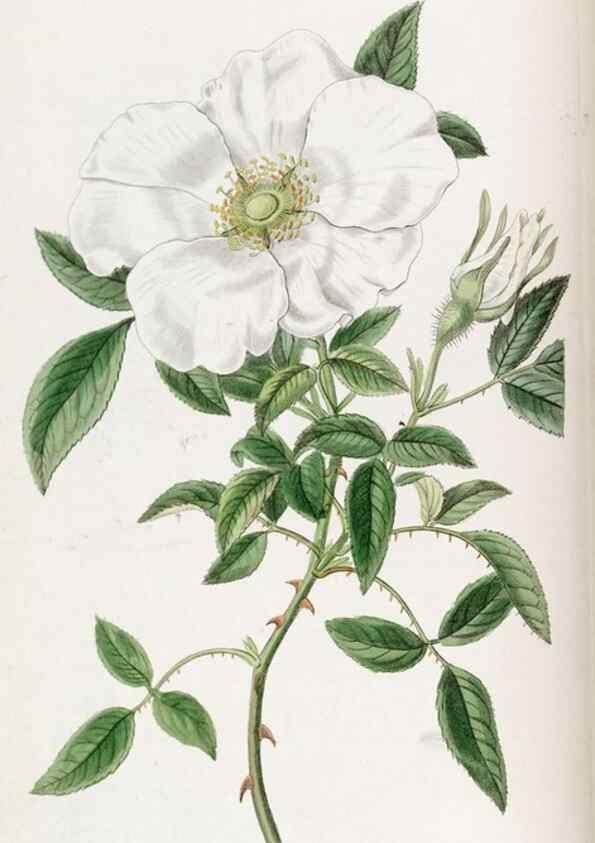Reproducción/Reproduction 49822019111: Edwards's botanical register.. London :James Ridgway,1829-1847.. 