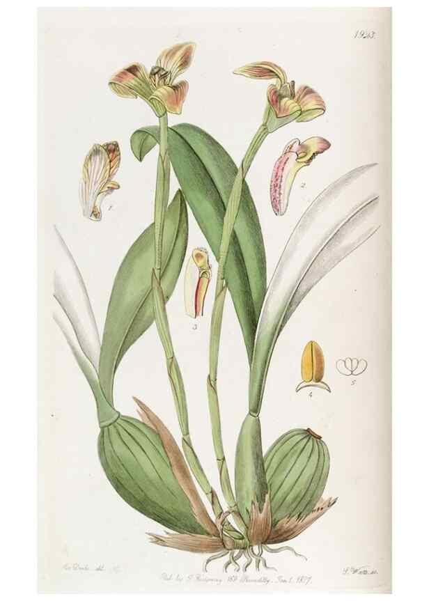 Reproducción/Reproduction 49822332152: Edwards's botanical register.. London :James Ridgway,1829-1847.. 