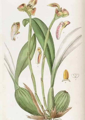 Reproducción/Reproduction 49822332152: Edwards's botanical register.. London :James Ridgway,1829-1847.. 