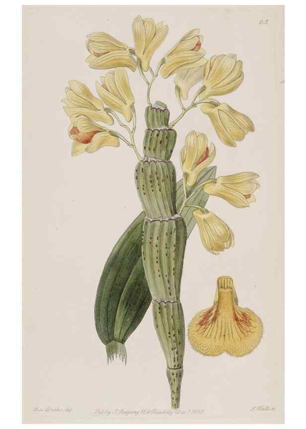 Reproducción/Reproduction 49817224893: Edwards's botanical register.. London :James Ridgway,1829-1847.. 