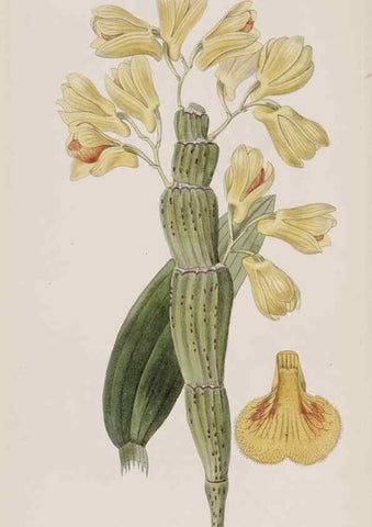 Reproducción/Reproduction 49817224893: Edwards's botanical register.. London :James Ridgway,1829-1847.. 
