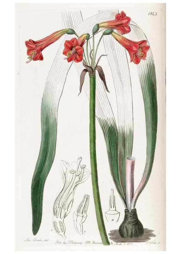 Reproducción/Reproduction 49821489563: Edwards's botanical register.. London :James Ridgway,1829-1847.. 