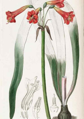 Reproducción/Reproduction 49821489563: Edwards's botanical register.. London :James Ridgway,1829-1847.. 