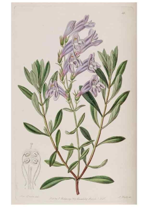 Reproducción/Reproduction 49818048587: Edwards's botanical register.. London :James Ridgway,1829-1847.. 