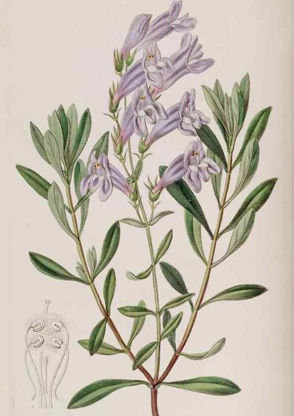 Reproducción/Reproduction 49818048587: Edwards's botanical register.. London :James Ridgway,1829-1847.. 