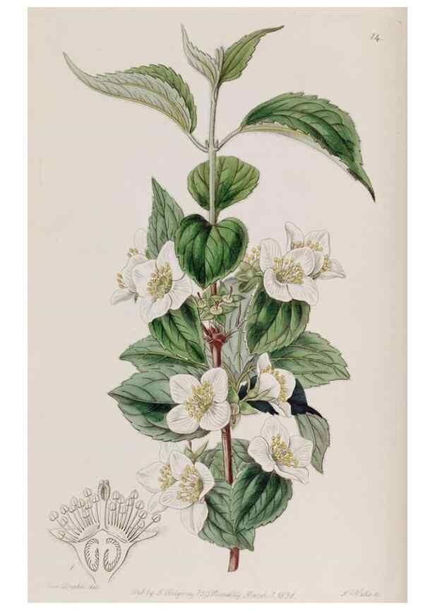 Reproducción/Reproduction 49817203478: Edwards's botanical register.. London :James Ridgway,1829-1847.. 