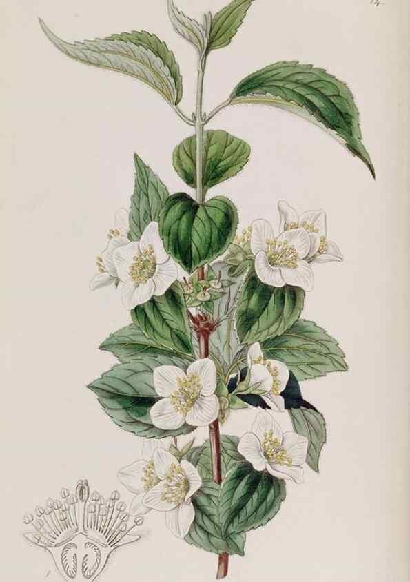 Reproducción/Reproduction 49817203478: Edwards's botanical register.. London :James Ridgway,1829-1847.. 