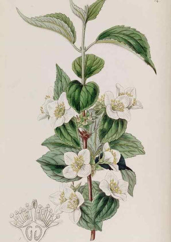 Reproducción/Reproduction 49817203478: Edwards's botanical register.. London :James Ridgway,1829-1847.. 