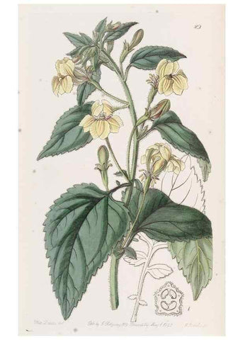 Reproducción/Reproduction 49817112848: Edwards's botanical register.. London :James Ridgway,1829-1847.. 