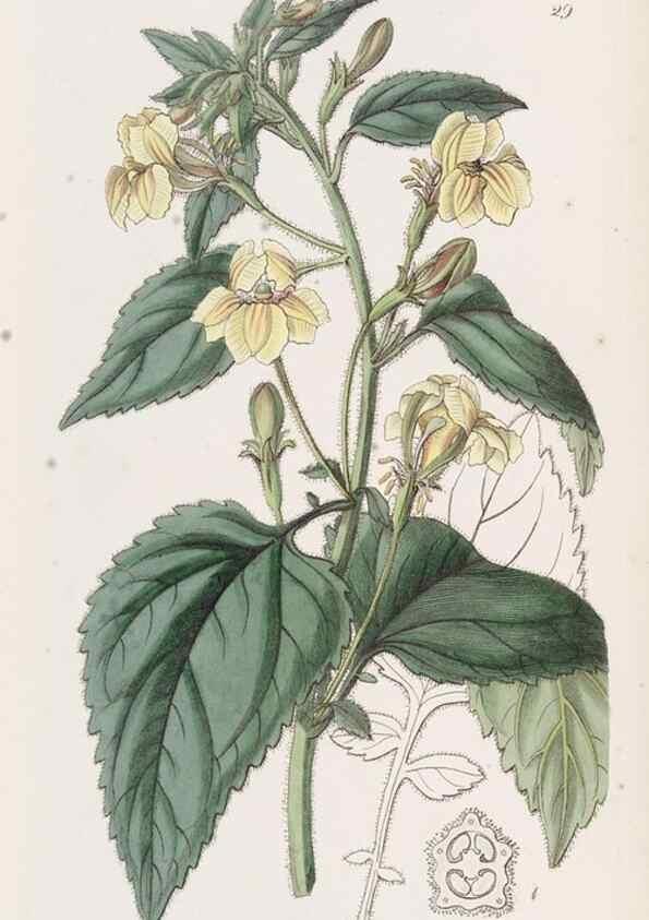 Reproducción/Reproduction 49817112848: Edwards's botanical register.. London :James Ridgway,1829-1847.. 