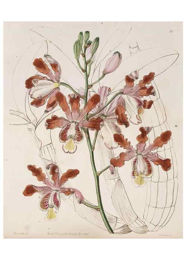 Reproducción/Reproduction 49817650126: Edwards's botanical register.. London :James Ridgway,1829-1847.. 