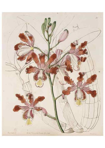 Reproducción/Reproduction 49817650126: Edwards's botanical register.. London :James Ridgway,1829-1847.. 