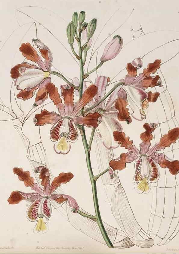 Reproducción/Reproduction 49817650126: Edwards's botanical register.. London :James Ridgway,1829-1847.. 
